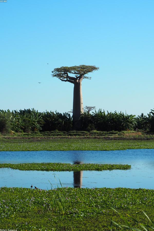 Madagascar
